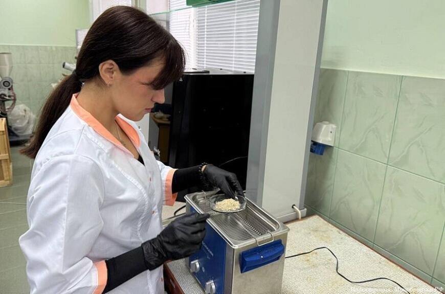 Белгородские ученые разрабатывают композиционные материалы из натурального сырья